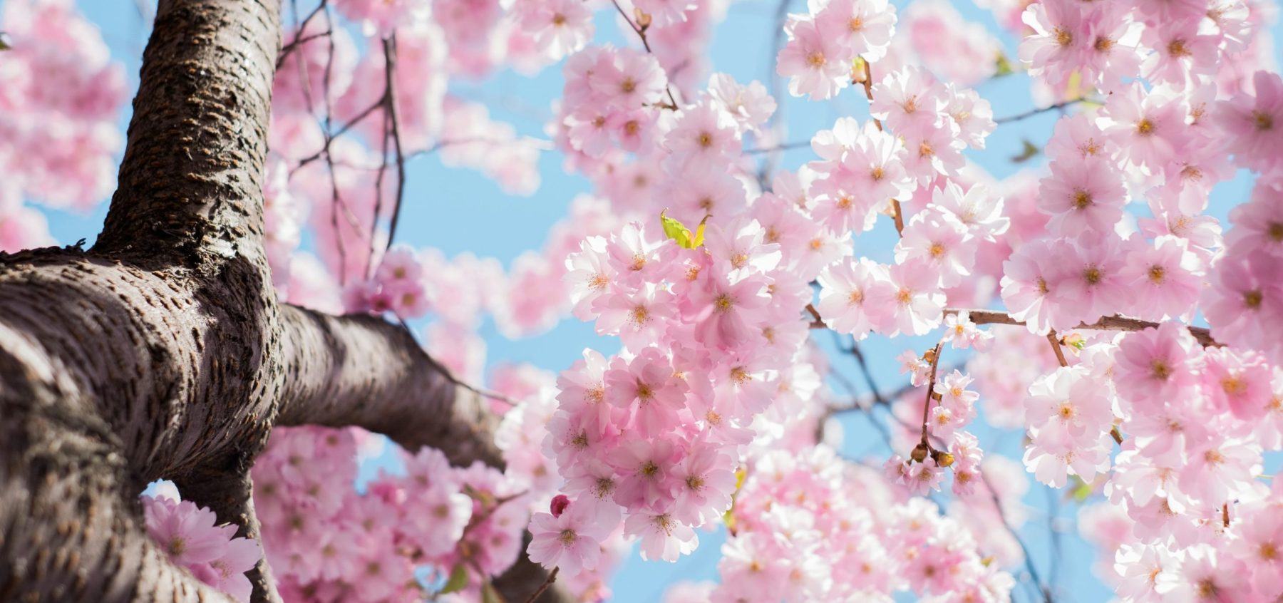 Trading Ashes for Beauty